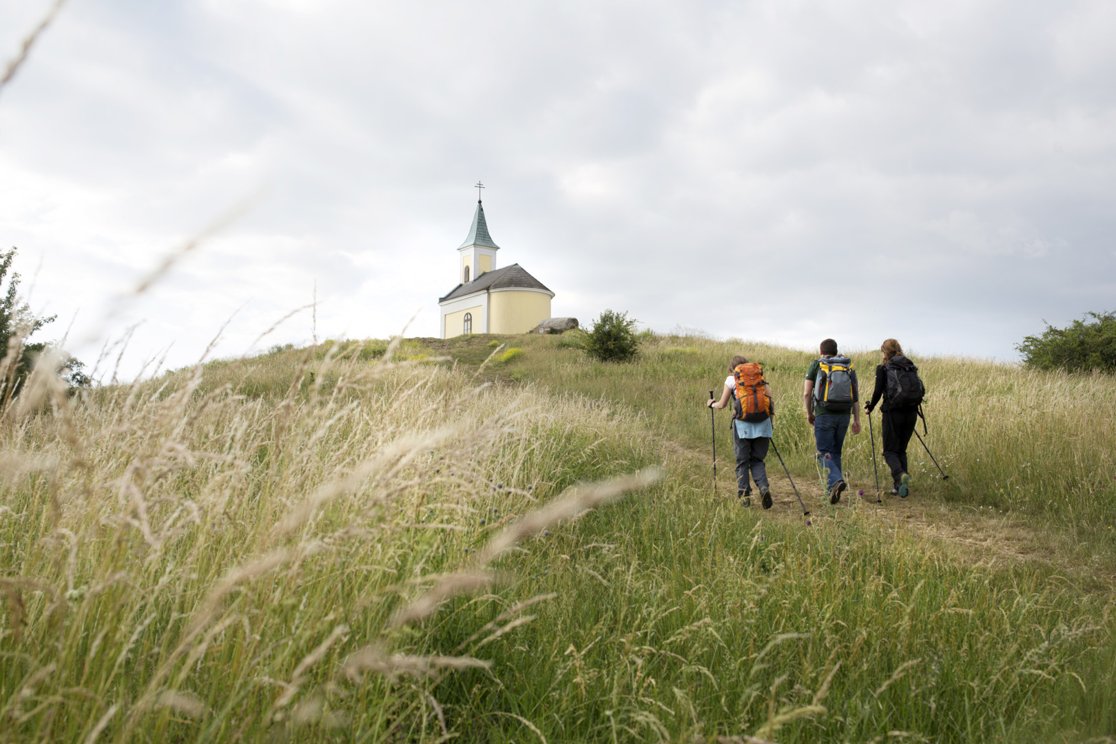 Der Weg führt über den Michelberg. © Weinviertel Tourismus Christine Wurnig