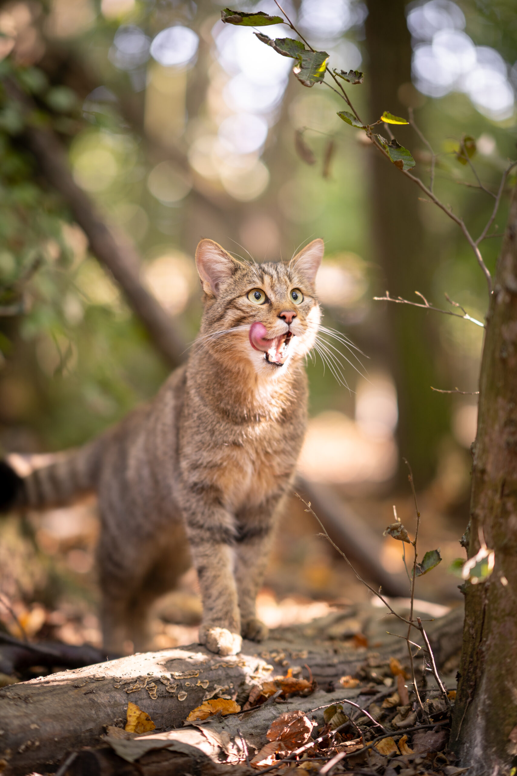 Die Wildkatzen hautnah erleben. Foto: Teresa Nunner