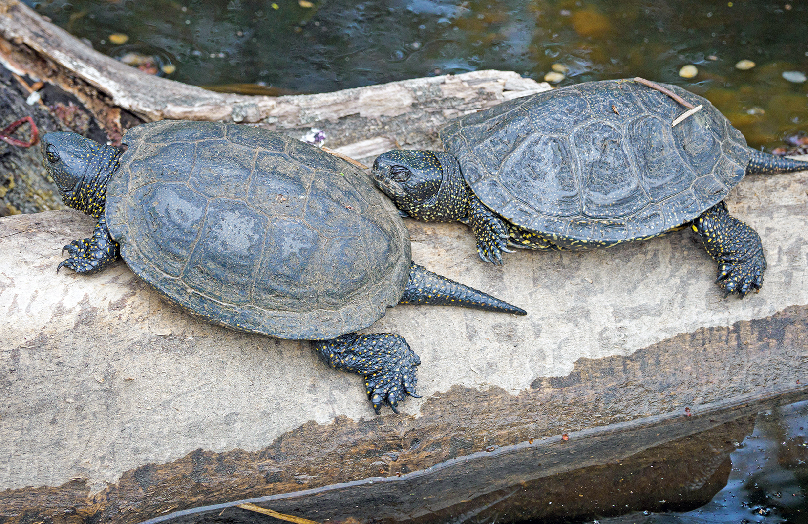 Wildlebende Europäische Sumpfschildkröten. Foto: Blühmann