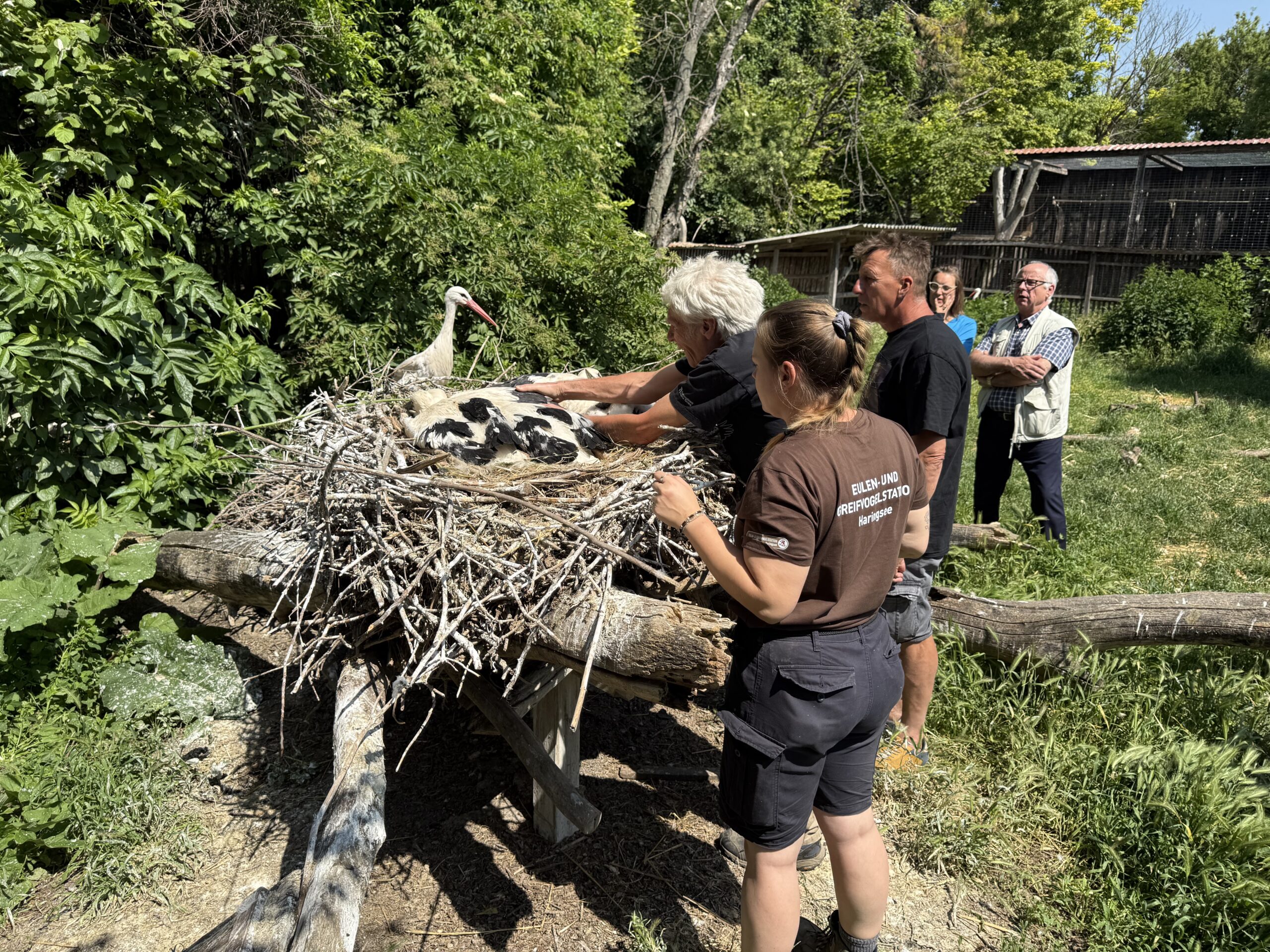 Hautnah bei den Störchen in Haringsee. Das darf auch nur ein waschechter Patenonkel.
