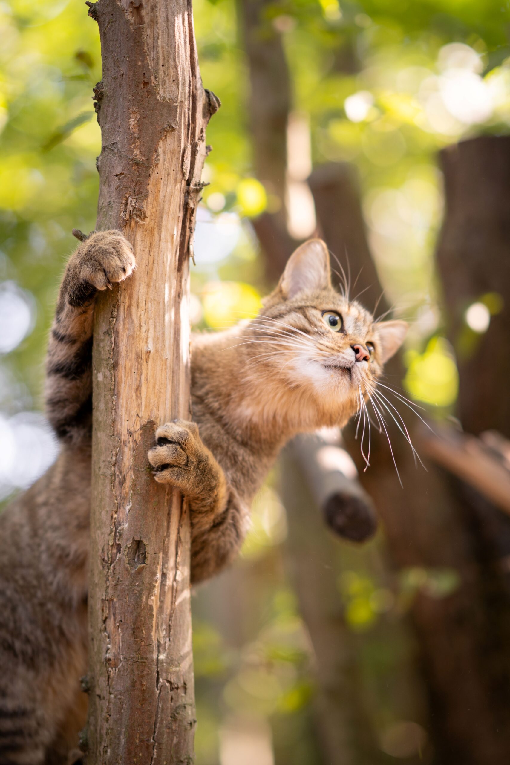 Wildkatzen schauen unseren Hauskatzen zwar ähnlich, unterscheiden sich jedoch maßgeblich. Foto: Teresa Nunner