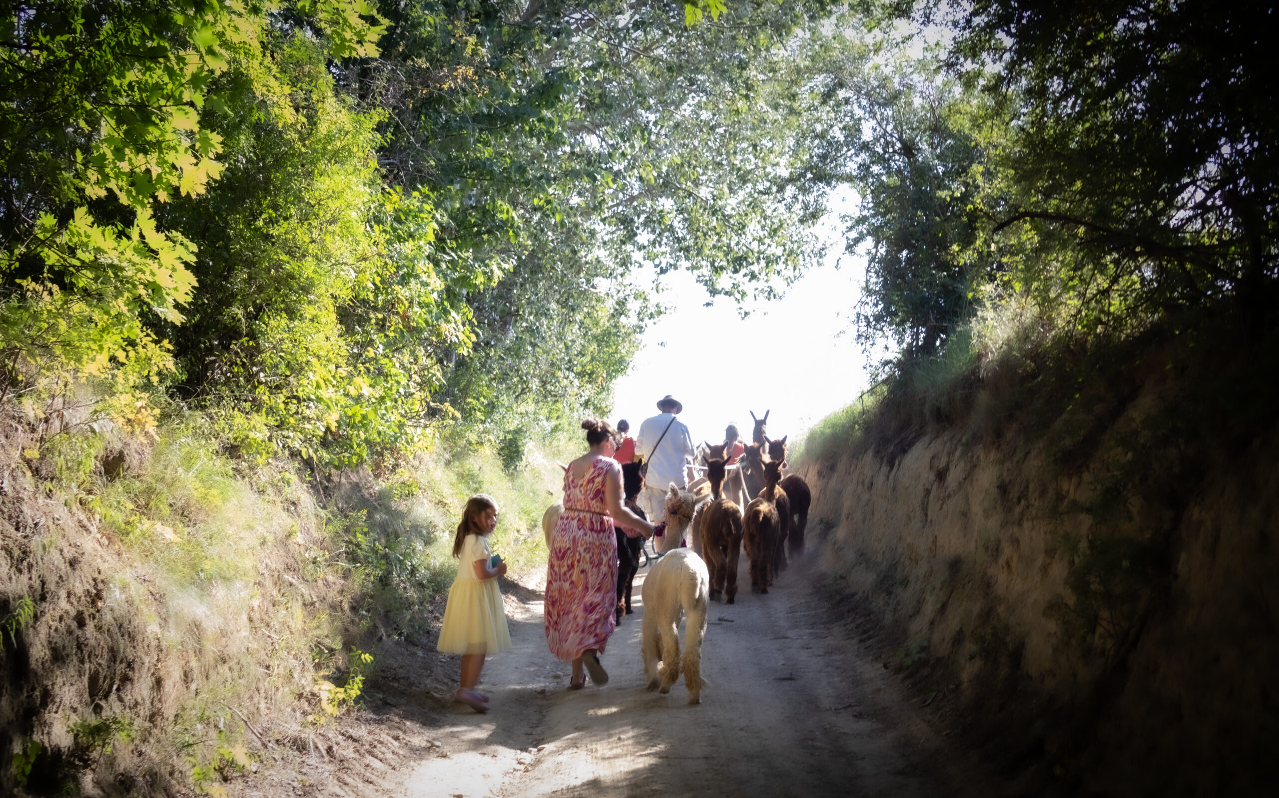 Alpakawanderung mit Andres Widhalm aus Riedenthal. Ein Erlebnis für jung und alt. Weinviertel-Ramasuri berichtet.