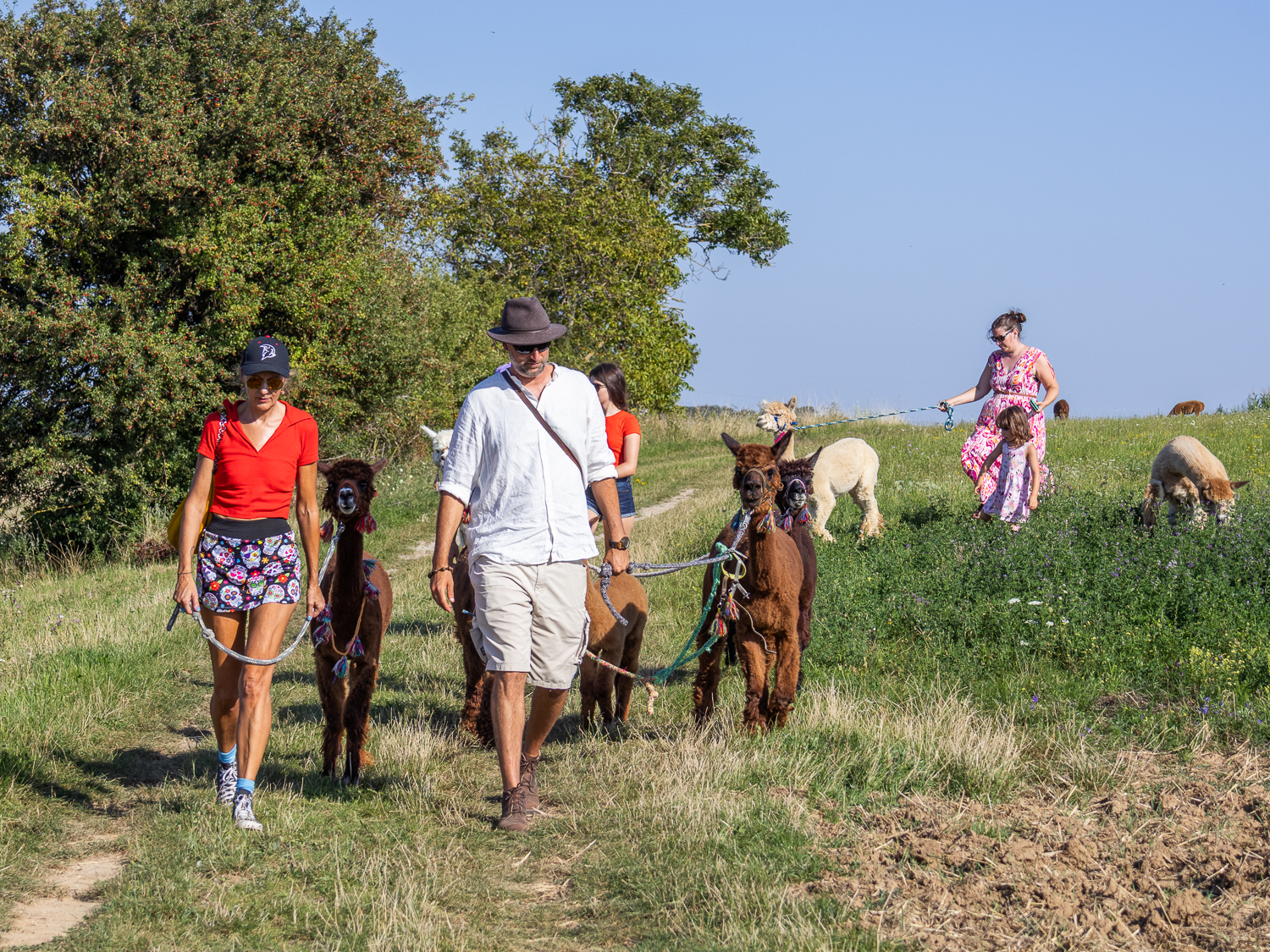 Alpakawanderung mit Andres Widhalm aus Riedenthal. Ein Erlebnis für jung und alt. Weinviertel-Ramasuri berichtet.