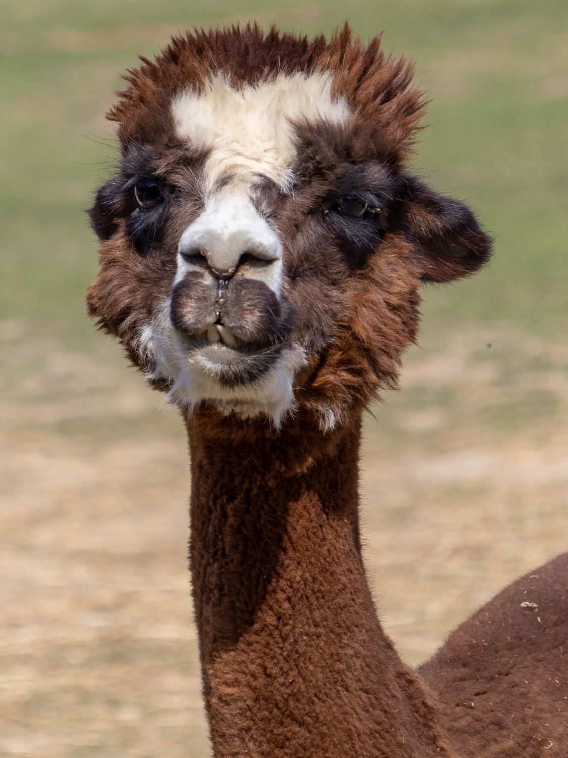 Alpakawanderung mit Andres Widhalm aus Riedenthal. Ein Erlebnis für jung und alt. Weinviertel-Ramasuri berichtet.