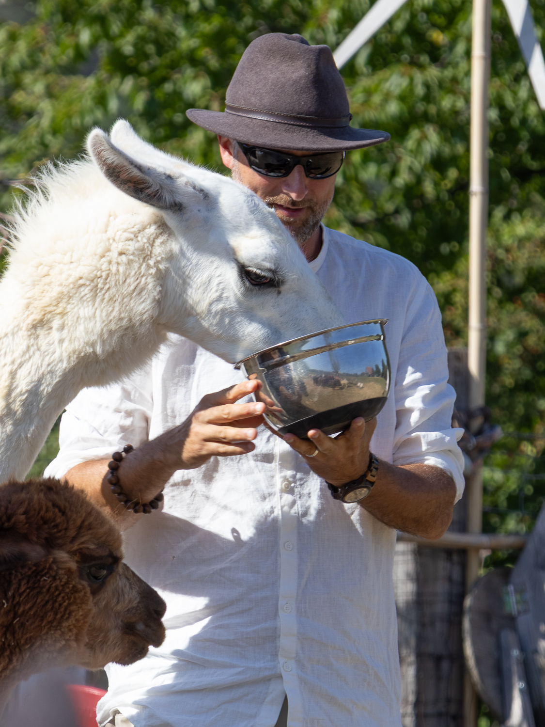 Alpakawanderung mit Andres Widhalm aus Riedenthal. Ein Erlebnis für jung und alt. Weinviertel-Ramasuri berichtet.