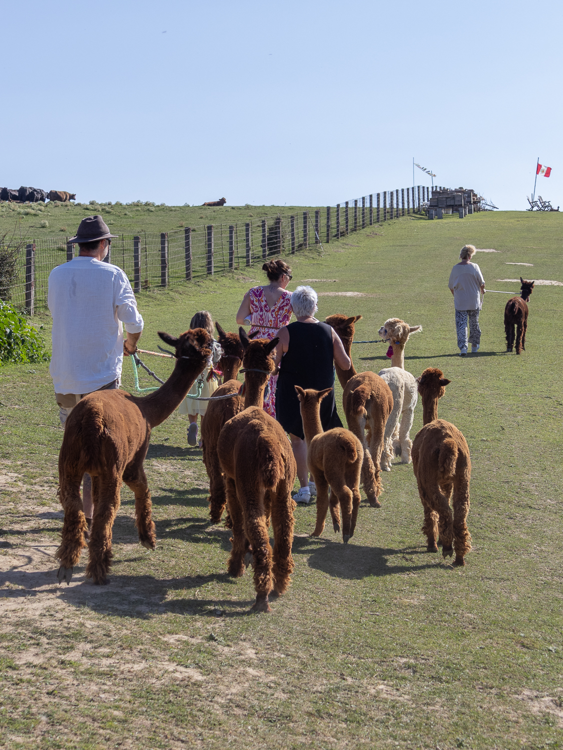 Alpakawanderung mit Andres Widhalm aus Riedenthal. Ein Erlebnis für jung und alt. Weinviertel-Ramasuri berichtet.