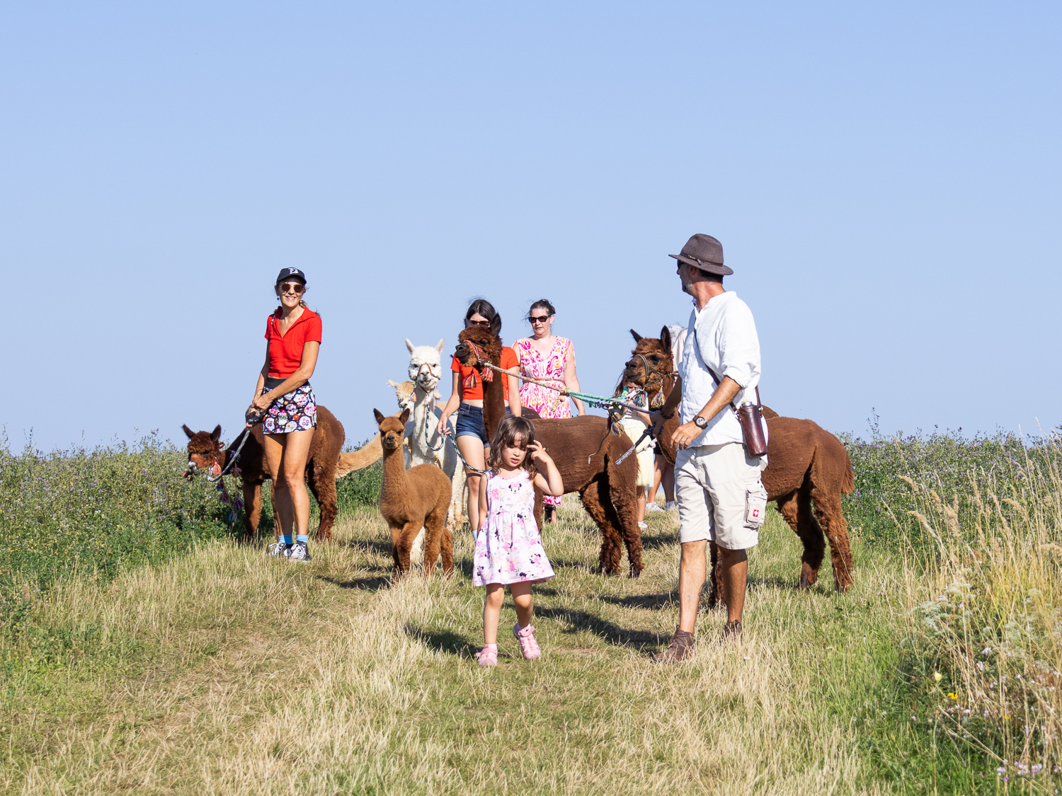 Alpakawanderung mit Andres Widhalm aus Riedenthal. Ein Erlebnis für jung und alt. Weinviertel-Ramasuri berichtet.