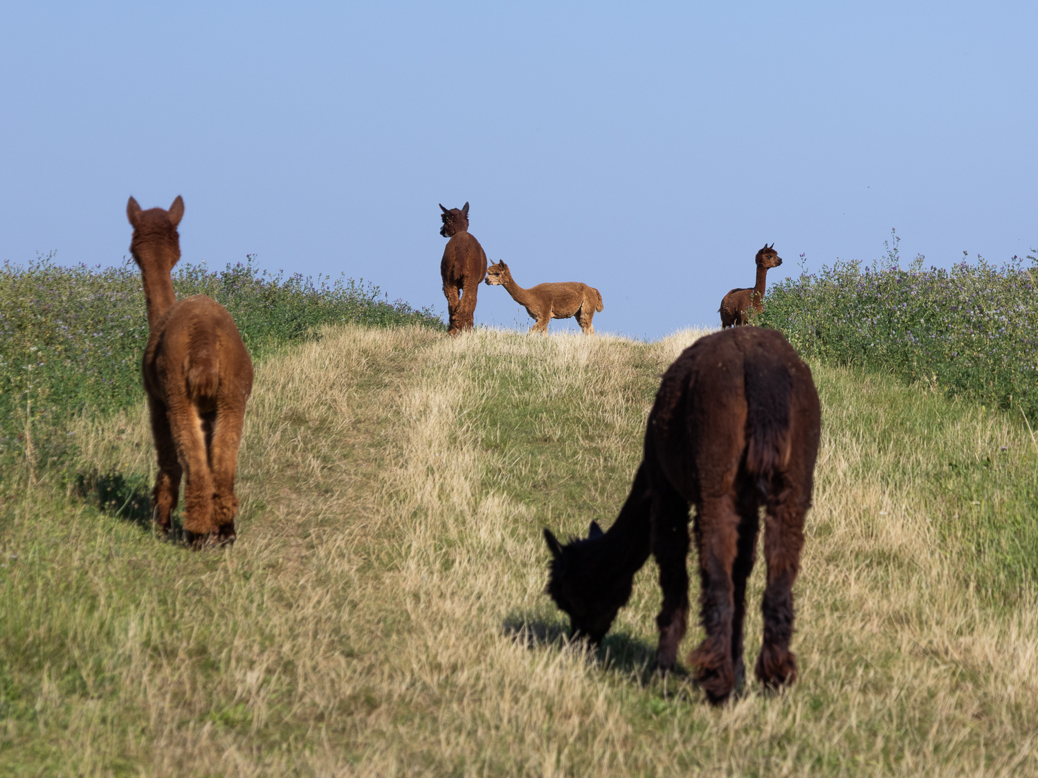 Alpakawanderung mit Andres Widhalm aus Riedenthal. Ein Erlebnis für jung und alt. Weinviertel-Ramasuri berichtet.