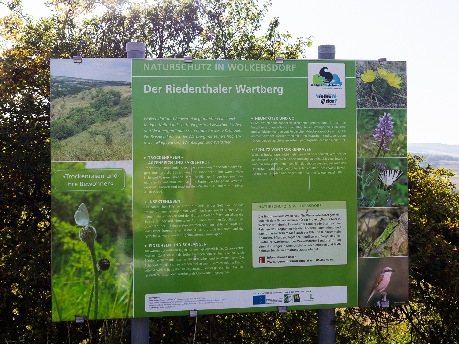 Alpakawanderung mit Andres Widhalm aus Riedenthal. Ein Erlebnis für jung und alt. Weinviertel-Ramasuri berichtet.