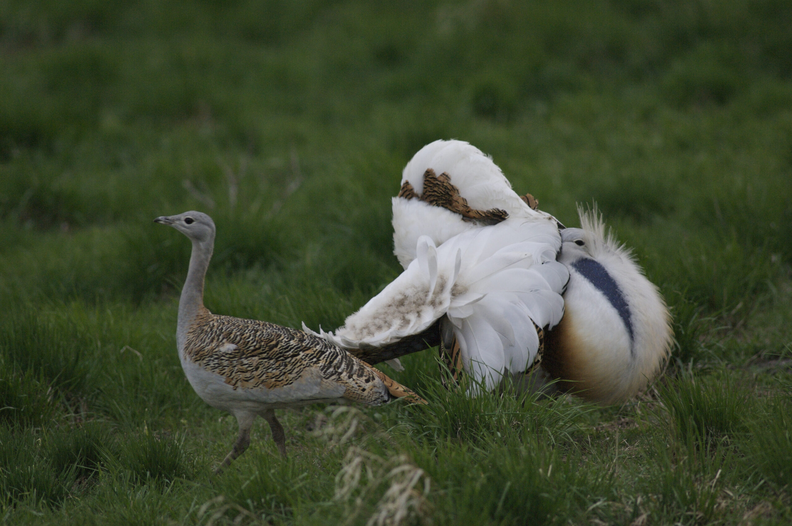 Balzender Hahn und seine Auserwählte. © Franz Kovacs