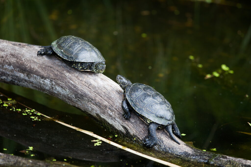 Die Faden, oder der Fadenbach, Orth an der Donau, Ilse Windisch, Nationalpark-Donauauen, Schlossinsel, Topothek, Dotierung, Donauarm, Mühldumpf.