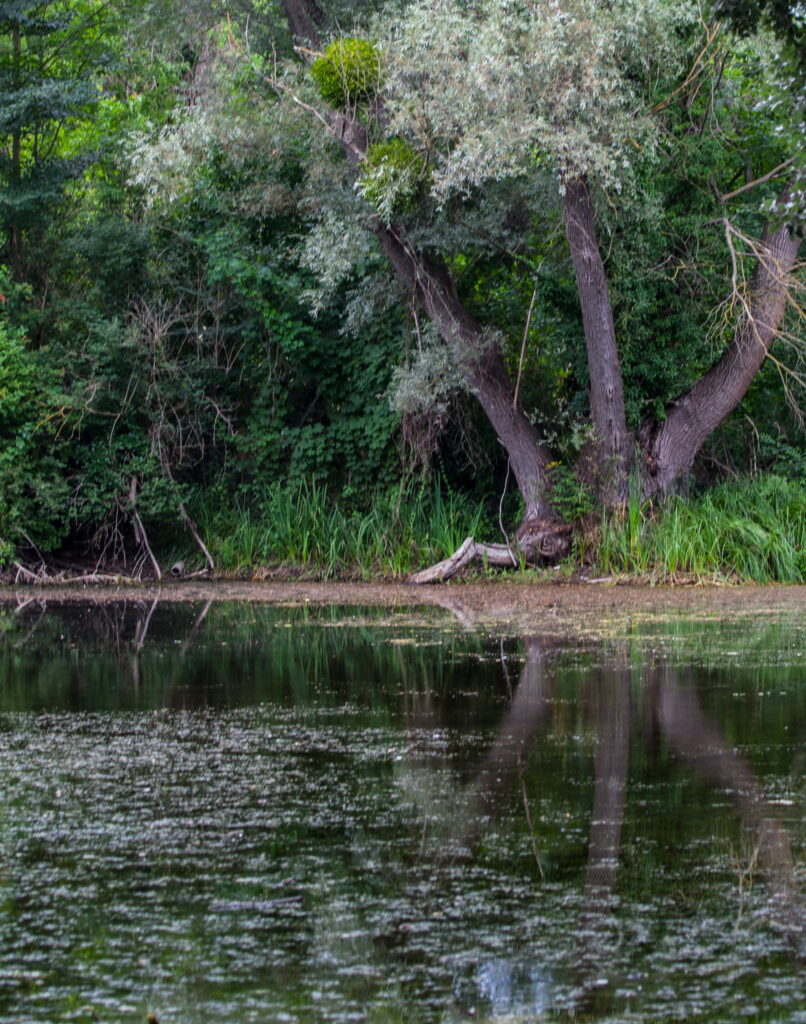 Die Faden, oder der Fadenbach, Orth an der Donau, Ilse Windisch, Nationalpark-Donauauen, Schlossinsel, Topothek, Dotierung, Donauarm, Mühldumpf.