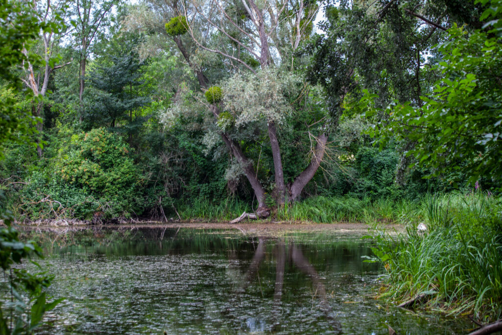 Die Faden, oder der Fadenbach, Orth an der Donau, Ilse Windisch, Nationalpark-Donauauen, Schlossinsel, Topothek, Dotierung, Donauarm, Mühldumpf.