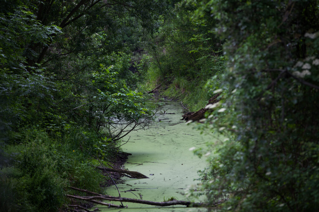 Die Faden, oder der Fadenbach, Orth an der Donau, Ilse Windisch, Nationalpark-Donauauen, Schlossinsel, Topothek, Dotierung, Donauarm, Mühldumpf.