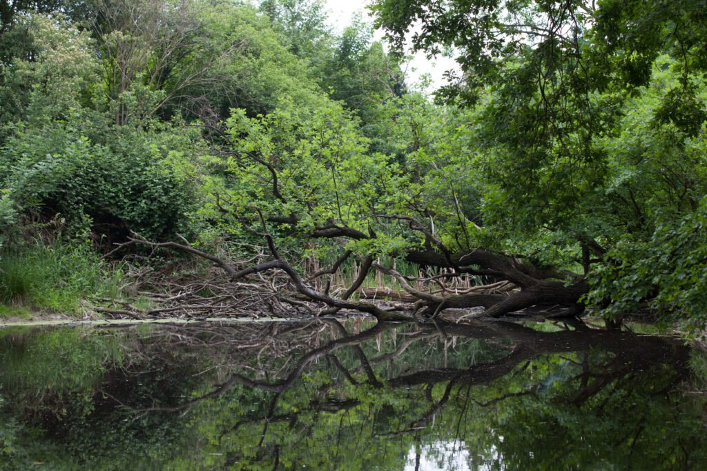 Die Faden, oder der Fadenbach, Orth an der Donau, Ilse Windisch, Nationalpark-Donauauen, Schlossinsel, Topothek, Dotierung, Donauarm, Mühldumpf.