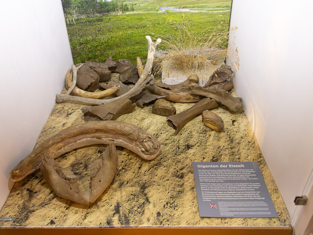 ©Regina Courtier,
Weinviertel-Remasuri,
Walpurga Antl-Weiser,
Wissenschaftlerin,
Urzeitmuseum Stillfried,
Archäologie,
Venus von Willendorf,
Sieben von Stillfried